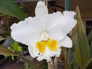 Cattleya Mary Lynn McKenzie