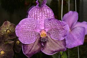 Vanda Pure's Wax