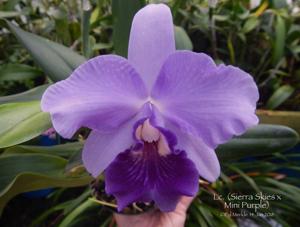 Cattleya Sierra Skies-Mini Purple