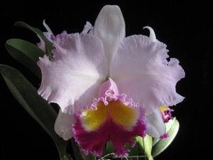 Rhyncholaeliocattleya George Herbert Walker Bush