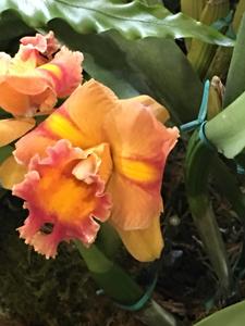 Rhyncholaeliocattleya Alexa Cuesta