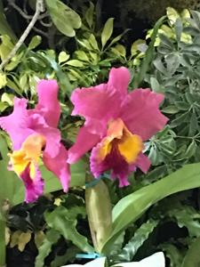 Rhyncholaeliocattleya Candelario Garcia