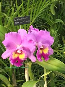Rhyncholaeliocattleya Mount Anderson