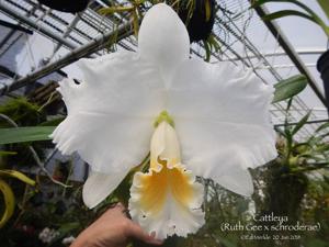 Cattleya Ruth Gee