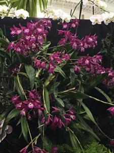 Brassocatanthe Booth Lee