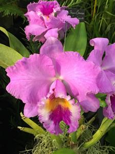 Rhyncholaeliocattleya Dream Trader