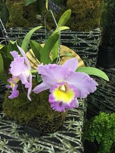 Rhyncholaeliocattleya Mahina Yahiro