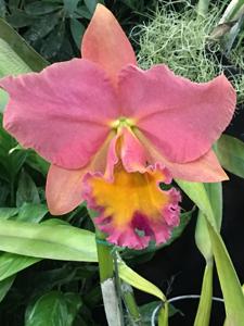 Rhyncholaeliocattleya Goldernell