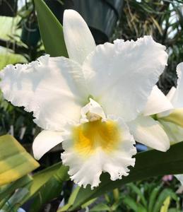 Cattleya Ruth Gee