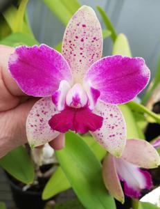 Cattleya Penny Kuroda (Penny Kuroda Gp)