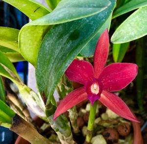 Cattleya Gratrixiae