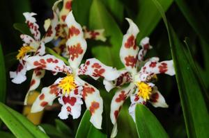 Oncidium Artur Elle's 100th Birthday