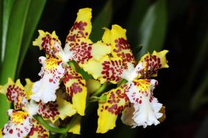 Oncidium Artur Elle's 100th Birthday