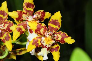 Oncidium Artur Elle's 100th Birthday