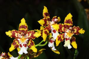 Oncidium Artur Elle's 100th Birthday