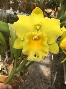 Rhyncholaeliocattleya White Water Falls