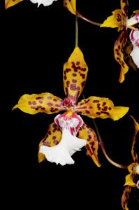 Oncidium Crowborough (1965)