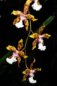 Oncidium Crowborough (1965)