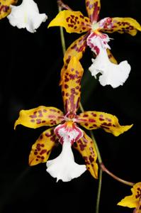 Oncidium Crowborough (1965)