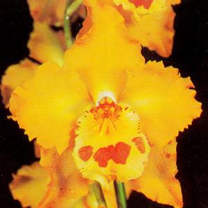 Oncidium Goldrausch (1975)