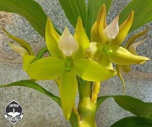 <i>Cycnoches</i> Aruana