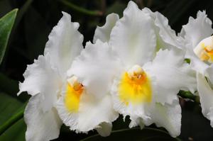 Oncidium Avranches