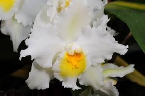 Oncidium Avranches