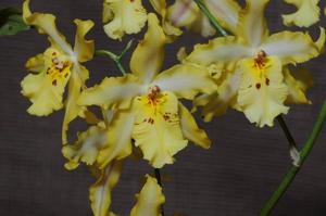 Oncidium Hambühren Gold