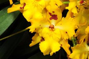 Oncidium Hambühren Gold