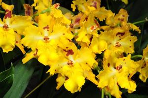 Oncidium Hambühren Gold