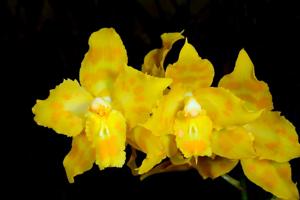 Oncidium Parade