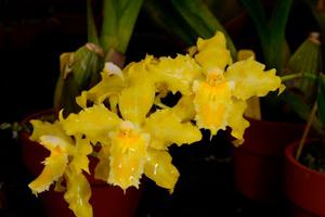 Oncidium Holiday Gold