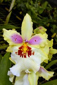 Oncidopsis Celtic Sun