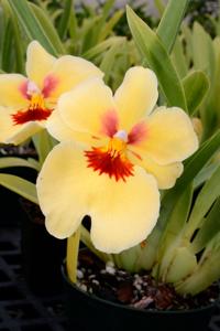 Miltoniopsis Zorro