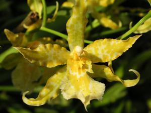 Oncostele Geyser Gold