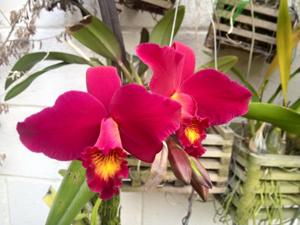 Laeliocattleya Hsin Buu Lady