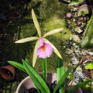 Brassocattleya Chariya