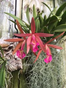 Brassocattleya Michael Kaduce