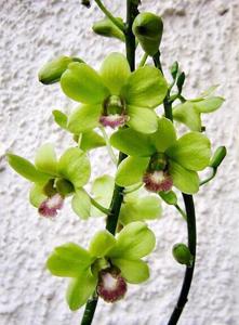 Dendrobium Burana Jade