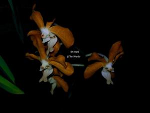 Vanda Ben Fantasy