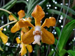 Vanda Ben Fantasy