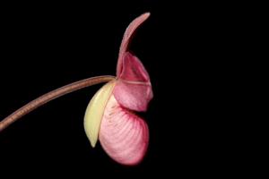 Phragmipedium Barbara LeAnn