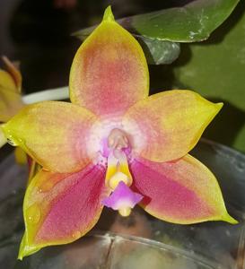 Phalaenopsis Mituo Coral Queen