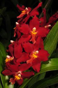 Oncidium Feuerkugel