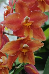 Oncidium Feuerkugel