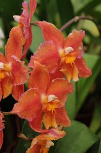 Oncidium Feuerkugel