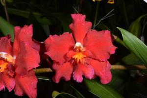 Oncidium Feuerkugel