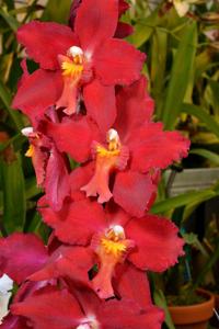 Oncidium Feuerkugel