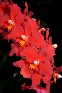 Oncidium Feuerkugel