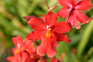 Oncostelopsis Fran's Jewels